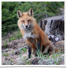 Colorado Fox - Curious Colorado Fox - Curious